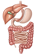 During a sleeve gastrectomy, a thin sleeve of stomach is created using a stapling device, and the rest of the stomach is removed.